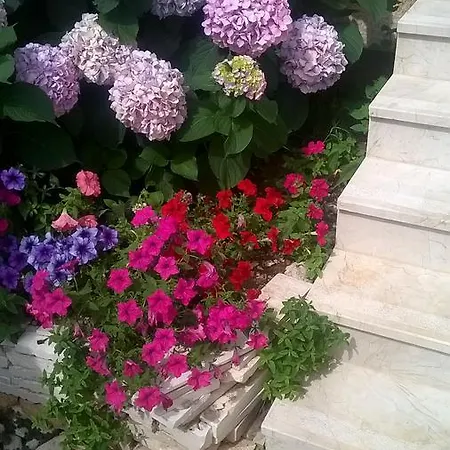 Apartmán Oliva 1 Lozica